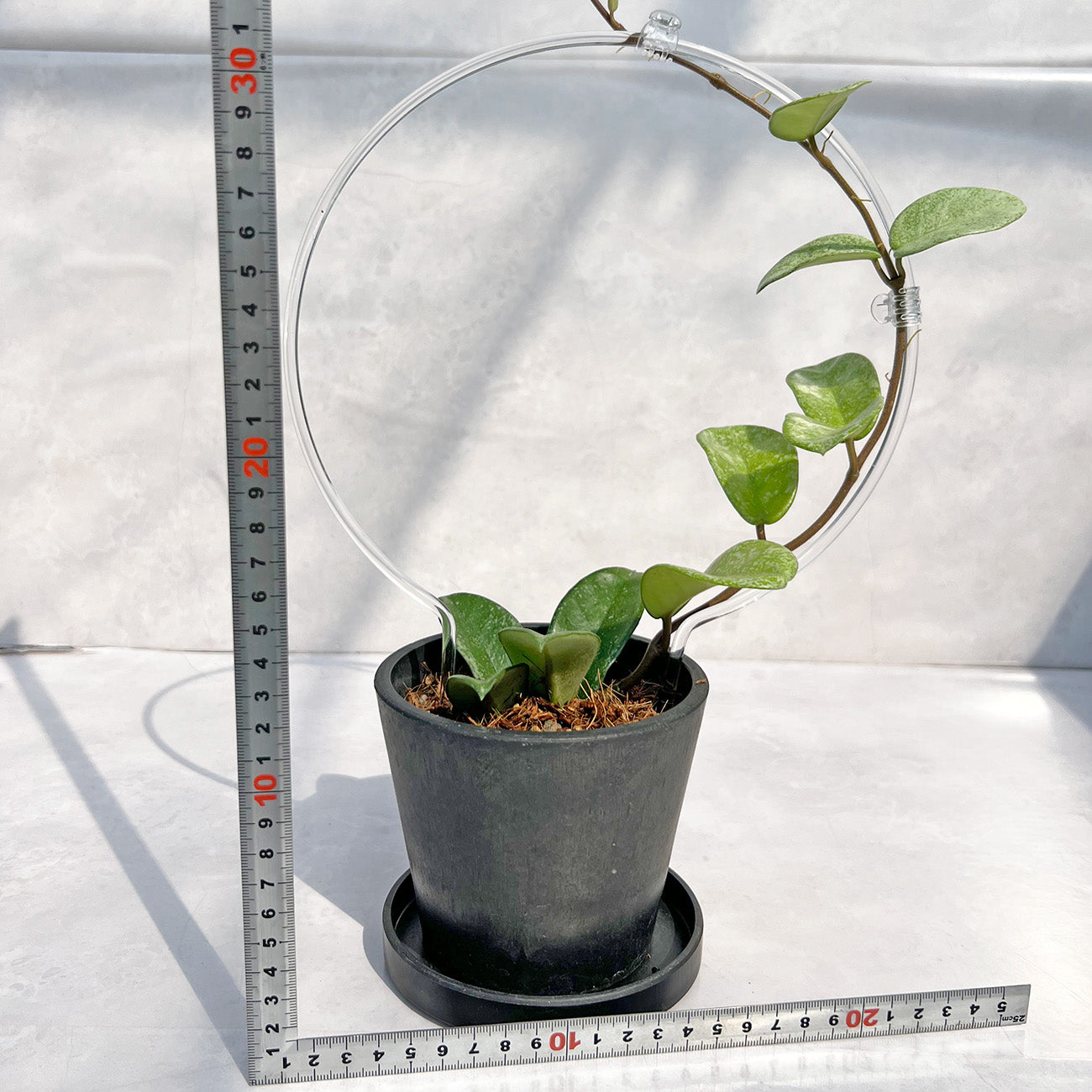 【現品販売】Hoya Carnosa Nova Ghost ホヤ カルノーサ ノバ ゴースト 希少 レア BLACK PLASTIC POT 4号 ねこチップ