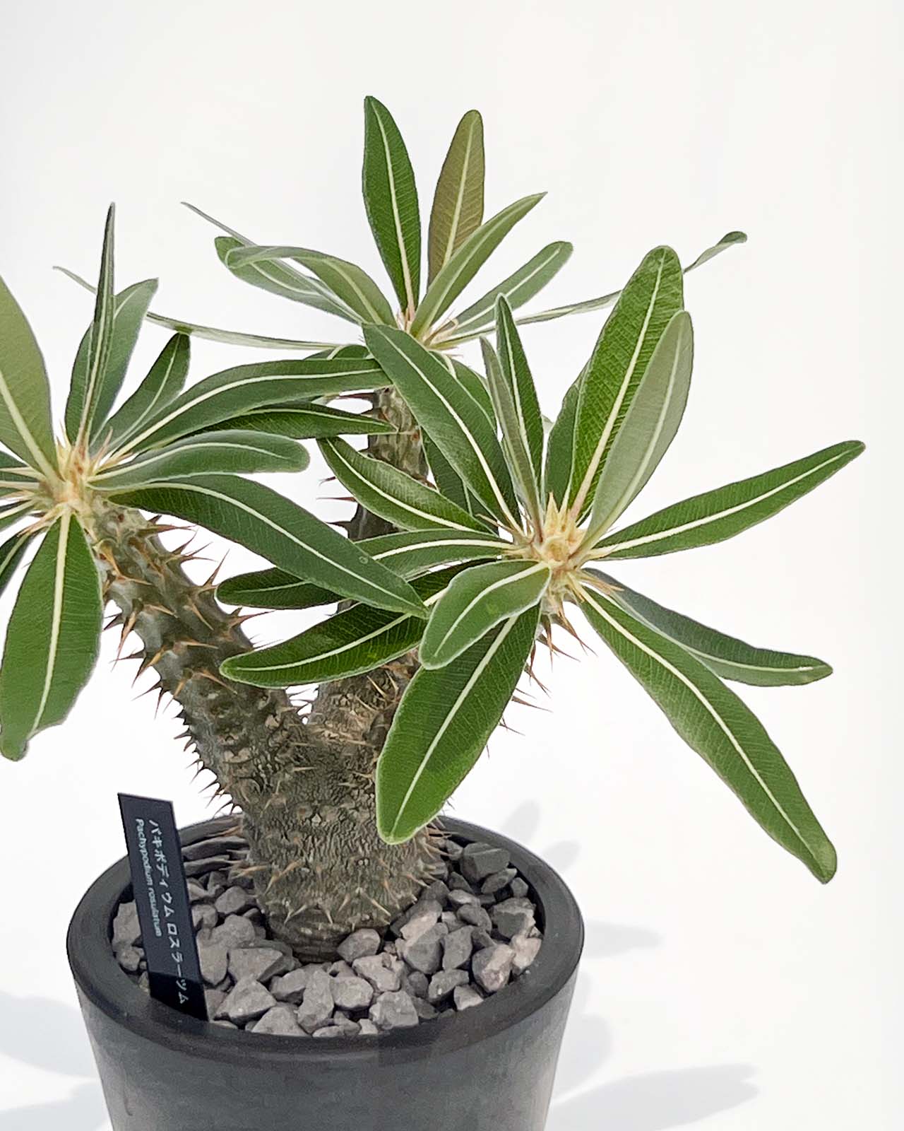 【現品販売】パキポディウム ロスラーツム 3号 BLACK PLASTIC POT 10cm×8cm 黒 プラ鉢 受け皿付き ビザール 珍奇植物 塊根