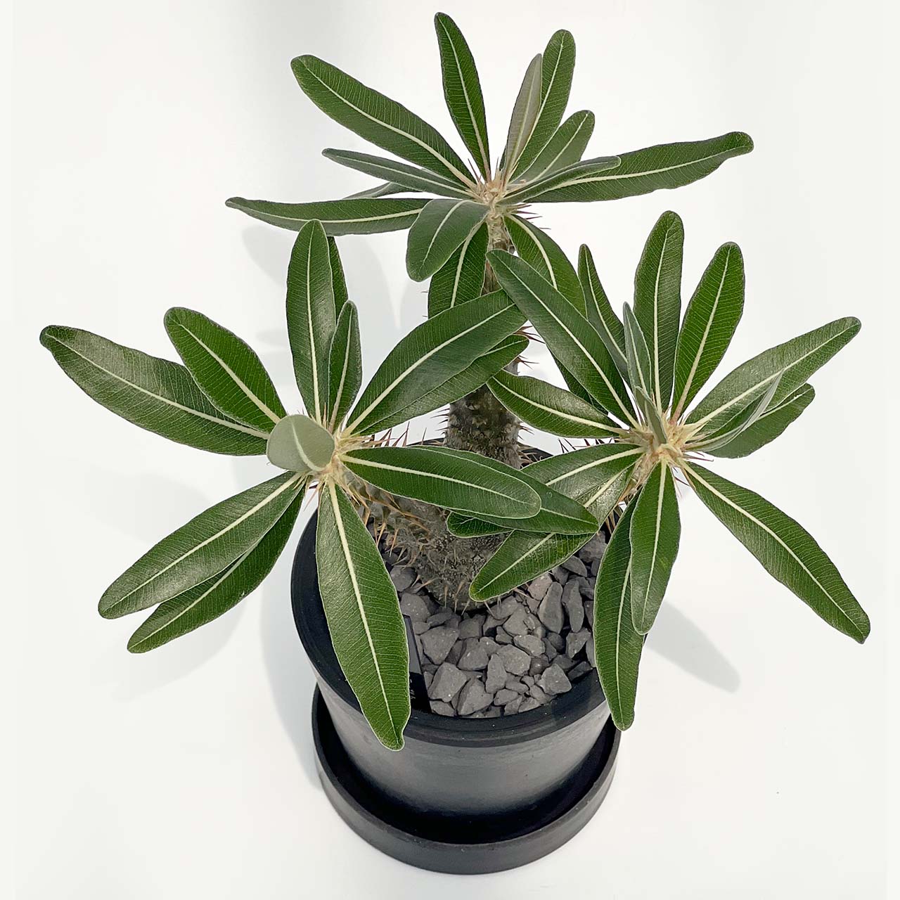 【現品販売】パキポディウム ロスラーツム 3号 BLACK PLASTIC POT 10cm×8cm 黒 プラ鉢 受け皿付き ビザール 珍奇植物 塊根