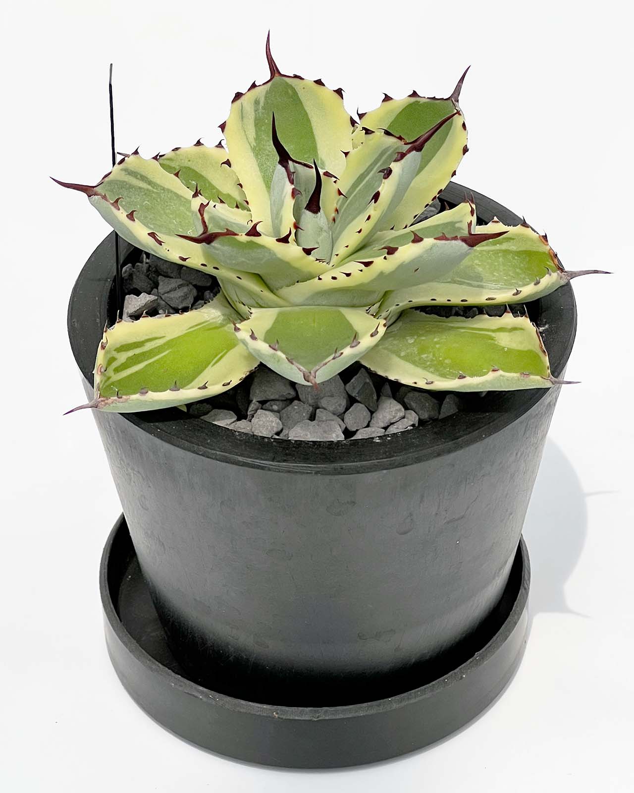 【現品販売】アガベ 吉祥冠錦 3号 BLACK PLASTIC POT 10cm×8cm 黒 プラ鉢 受け皿付き 実生