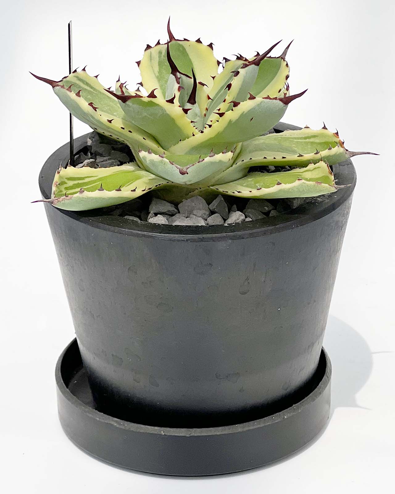 【現品販売】アガベ 吉祥冠錦 3号 BLACK PLASTIC POT 10cm×8cm 黒 プラ鉢 受け皿付き 実生