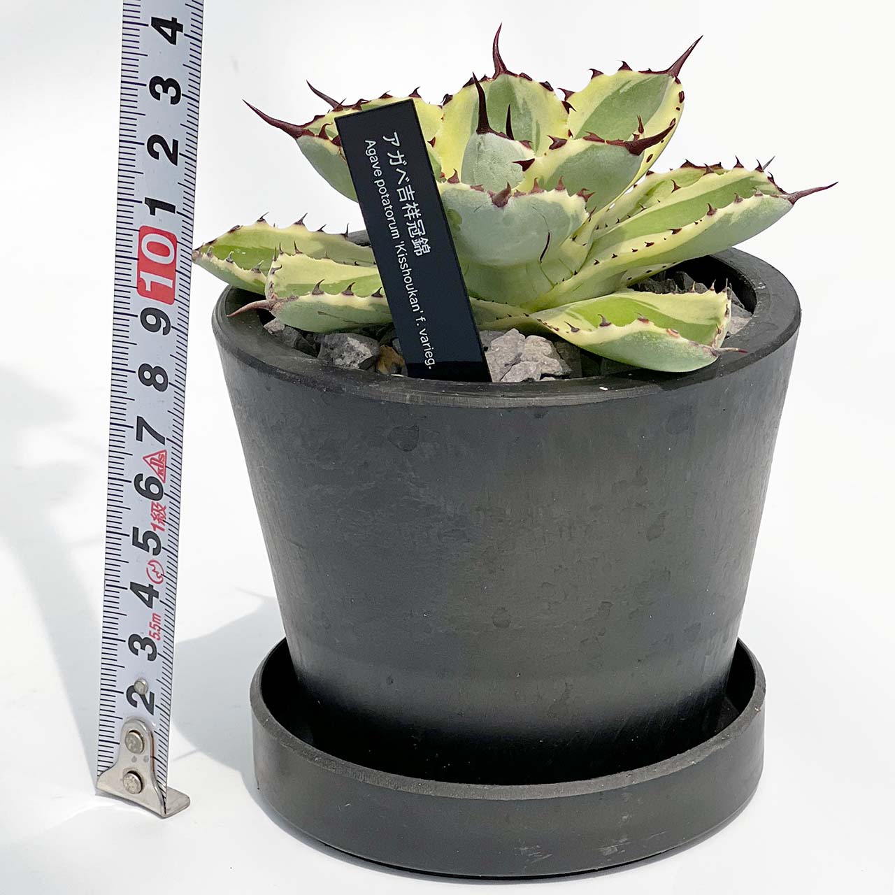 【現品販売】アガベ 吉祥冠錦 3号 BLACK PLASTIC POT 10cm×8cm 黒 プラ鉢 受け皿付き 実生