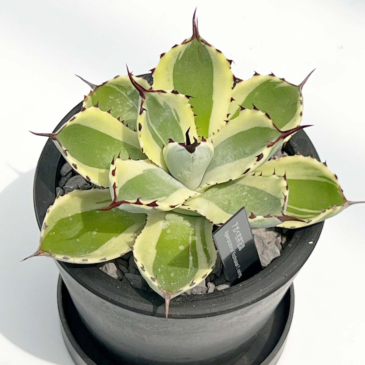【現品販売】アガベ 吉祥冠錦 3号 BLACK PLASTIC POT 10cm×8cm 黒 プラ鉢 受け皿付き 実生