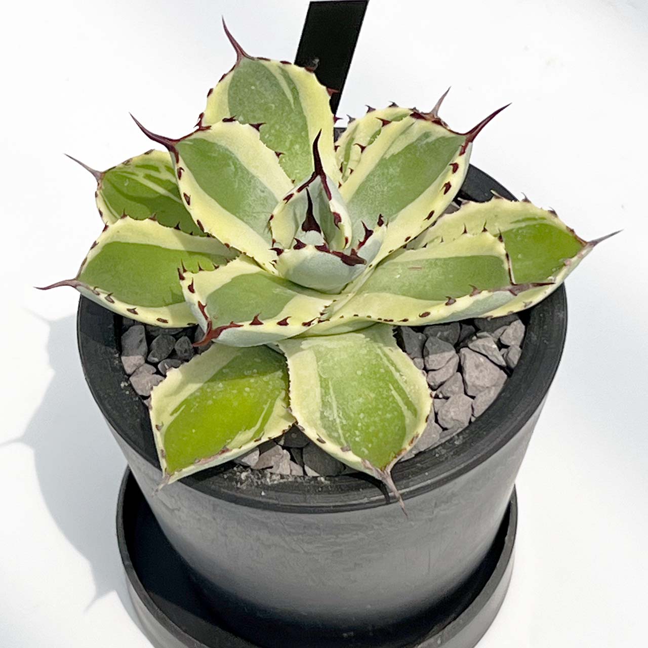 【現品販売】アガベ 吉祥冠錦 3号 BLACK PLASTIC POT 10cm×8cm 黒 プラ鉢 受け皿付き 実生