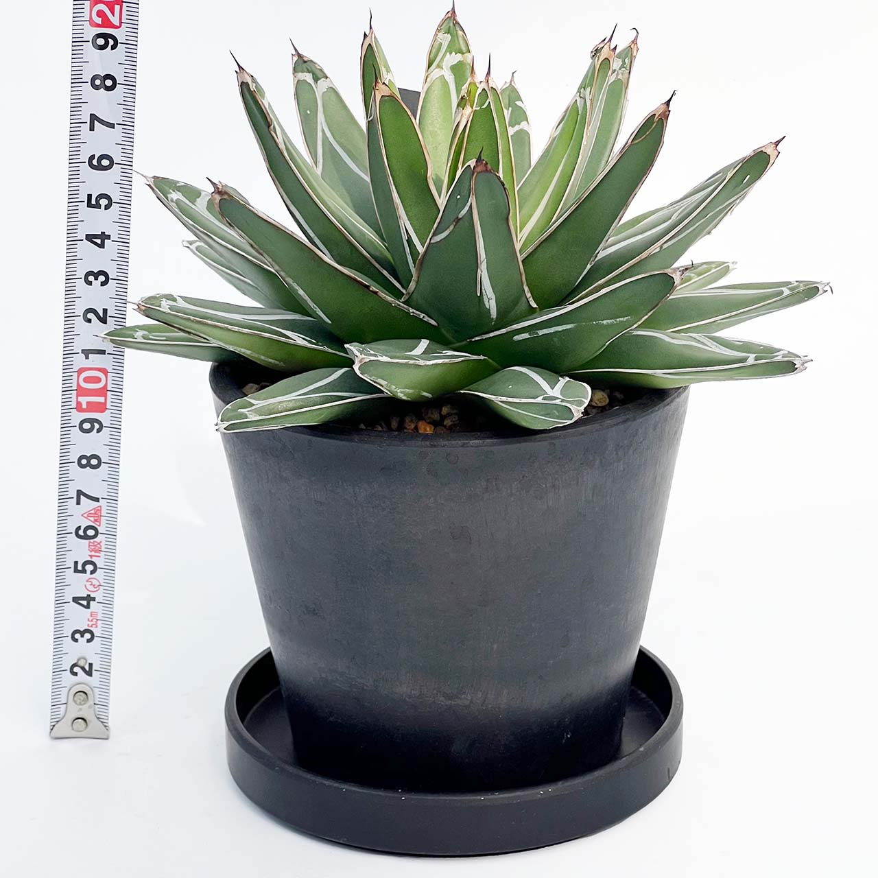 【現品販売】アガベ 笹雪 4号 直径約17cm BLACK PLASTIC POT 12cm×10cm 4号 黒 プラ鉢