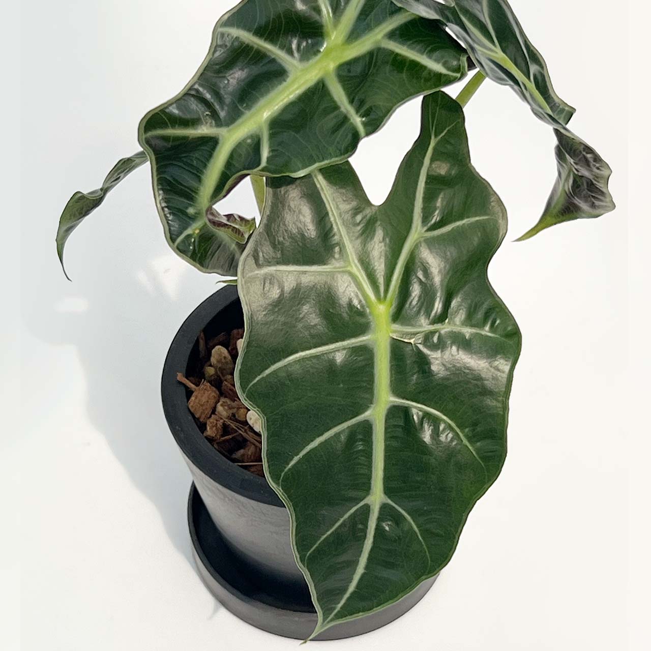 【現品販売】アロカシア アマゾニカ 3号 BLACK PLASTIC POT 10cm×8cm 黒 プラ鉢 ねこチップ