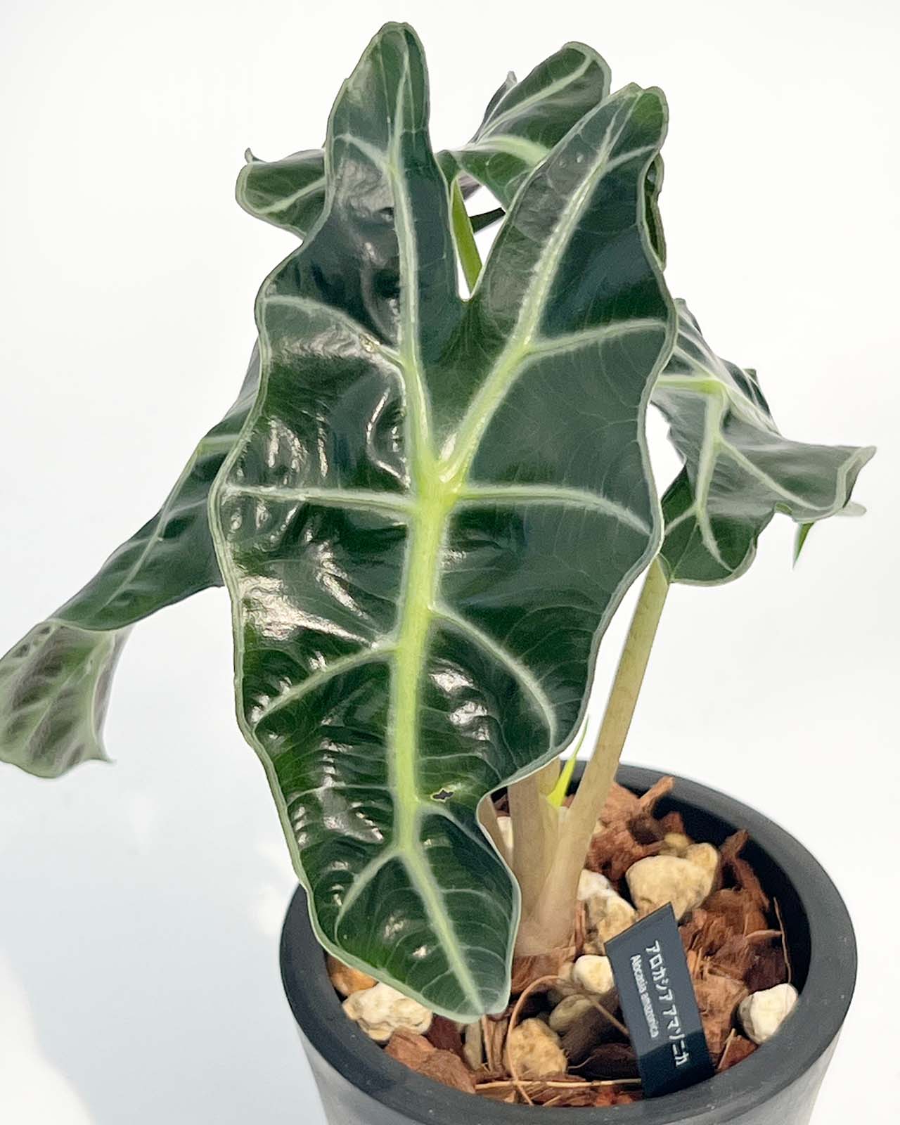 【現品販売】アロカシア アマゾニカ 3号 BLACK PLASTIC POT 10cm×8cm 黒 プラ鉢 ねこチップ