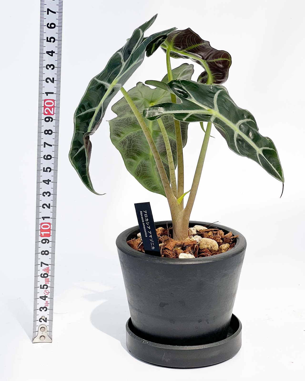 【現品販売】アロカシア アマゾニカ 3号 BLACK PLASTIC POT 10cm×8cm 黒 プラ鉢 ねこチップ