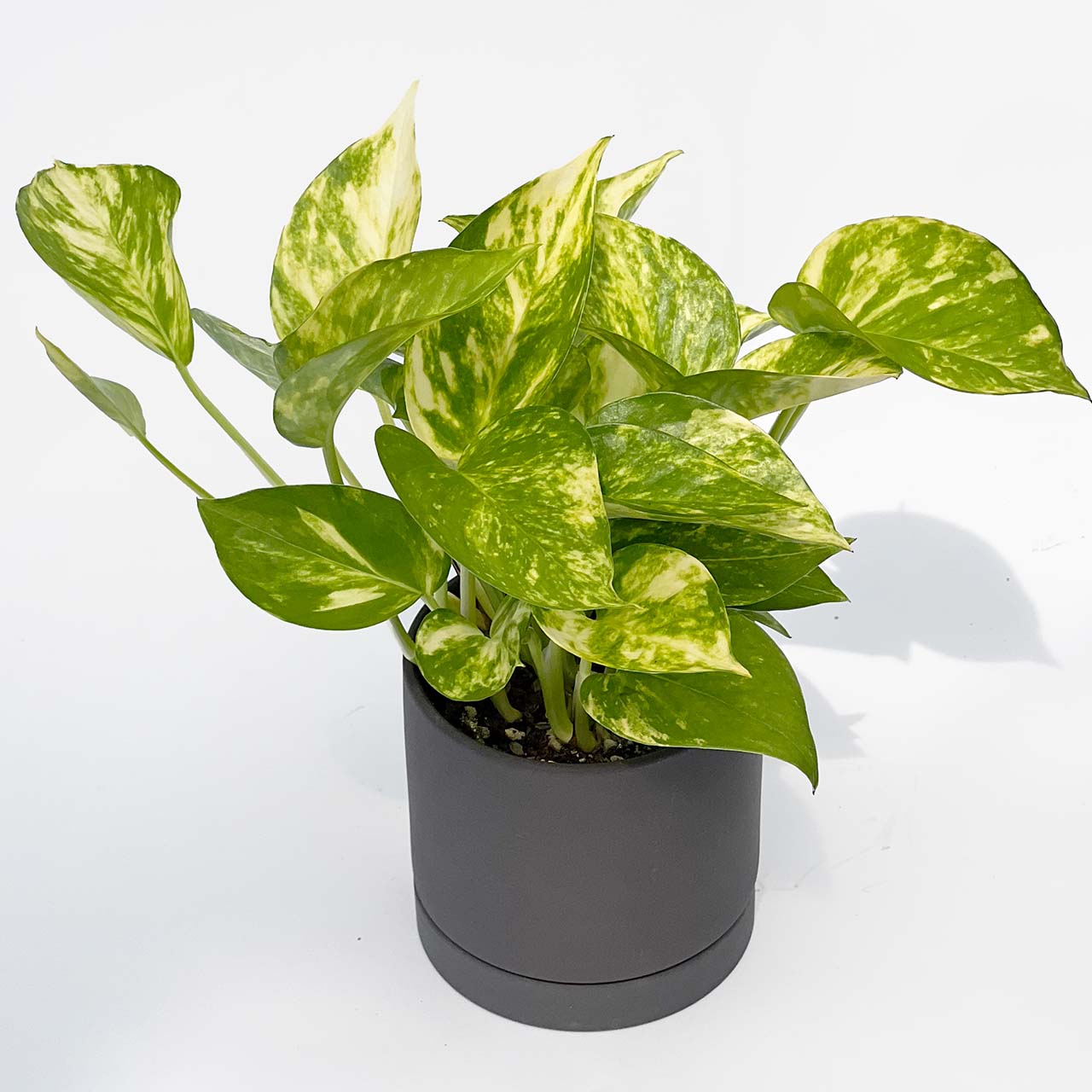 ポトス ゴールデン