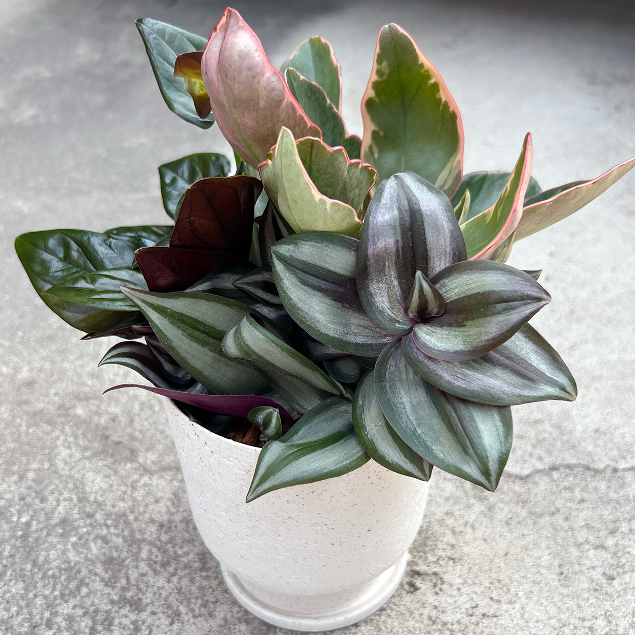 【現品販売】【ねこチップ】寄せ植え 4号 陶器鉢 ねこチップ