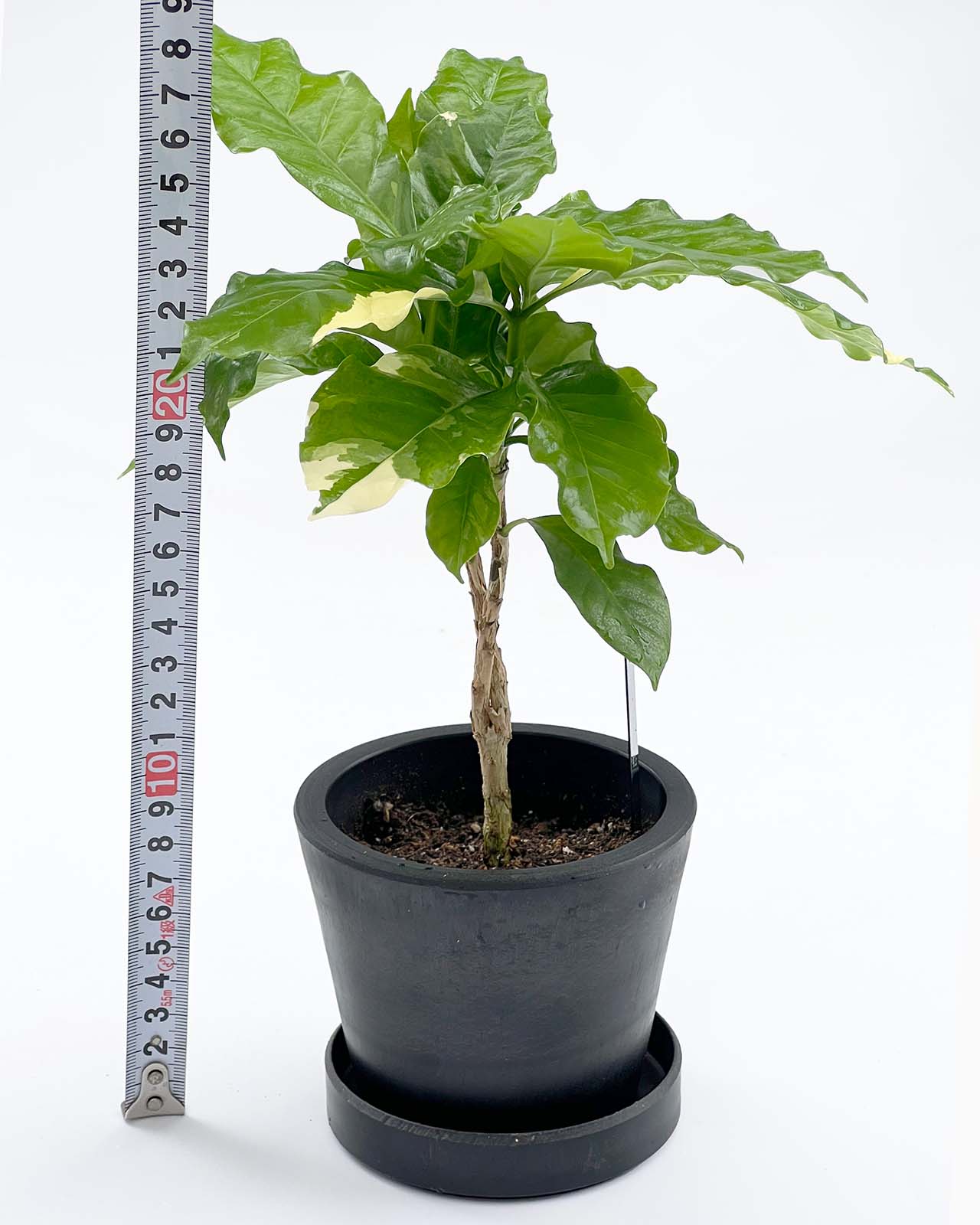 【現品販売】コーヒーノキ 斑入り 3号 BLACK PLASTIC POT 10cm×8cm 黒 プラ鉢 レア 希少