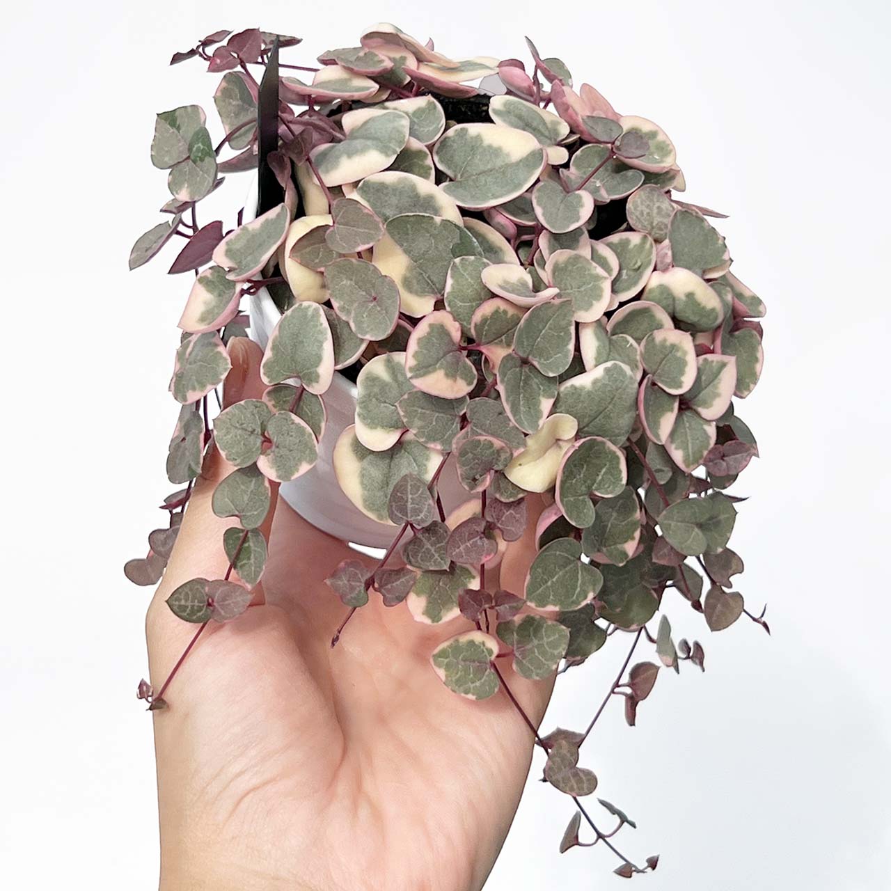 【現品販売】とびきりの斑入り ハートカズラ レディハート 3号 白とピンク多め プラスチック鉢