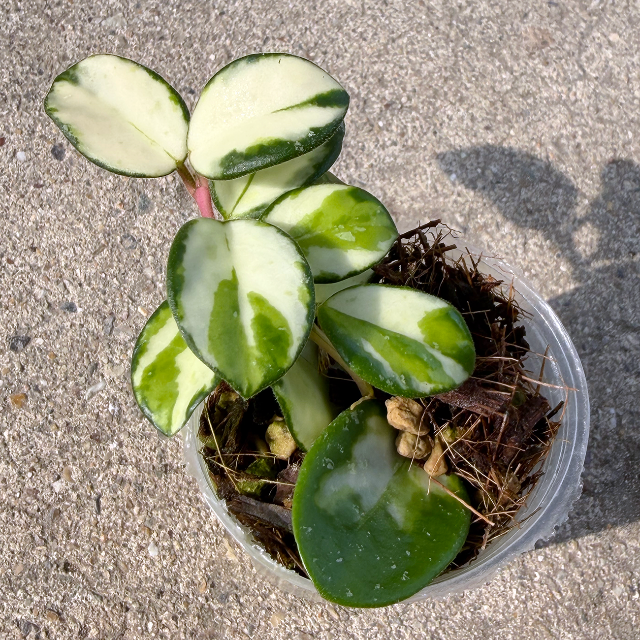 ホヤ　マチルダ　斑入り【hoya mathilda variegated】 一点もの販売】【ねこチップ】ホヤ マチルダ 内斑入り Hoya mathilde