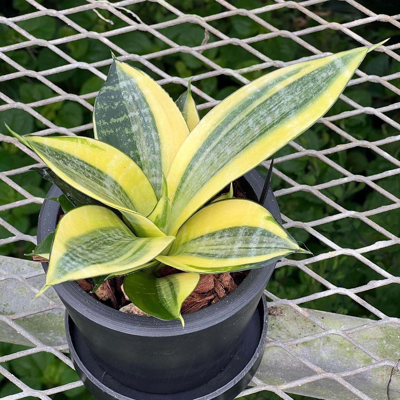 【現品販売】サンスベリア ゴールデン 変わり斑入り BLACK PLASTIC POT 3号 黒 プラ鉢 受け皿付き ねこチップ 希少 レア 2