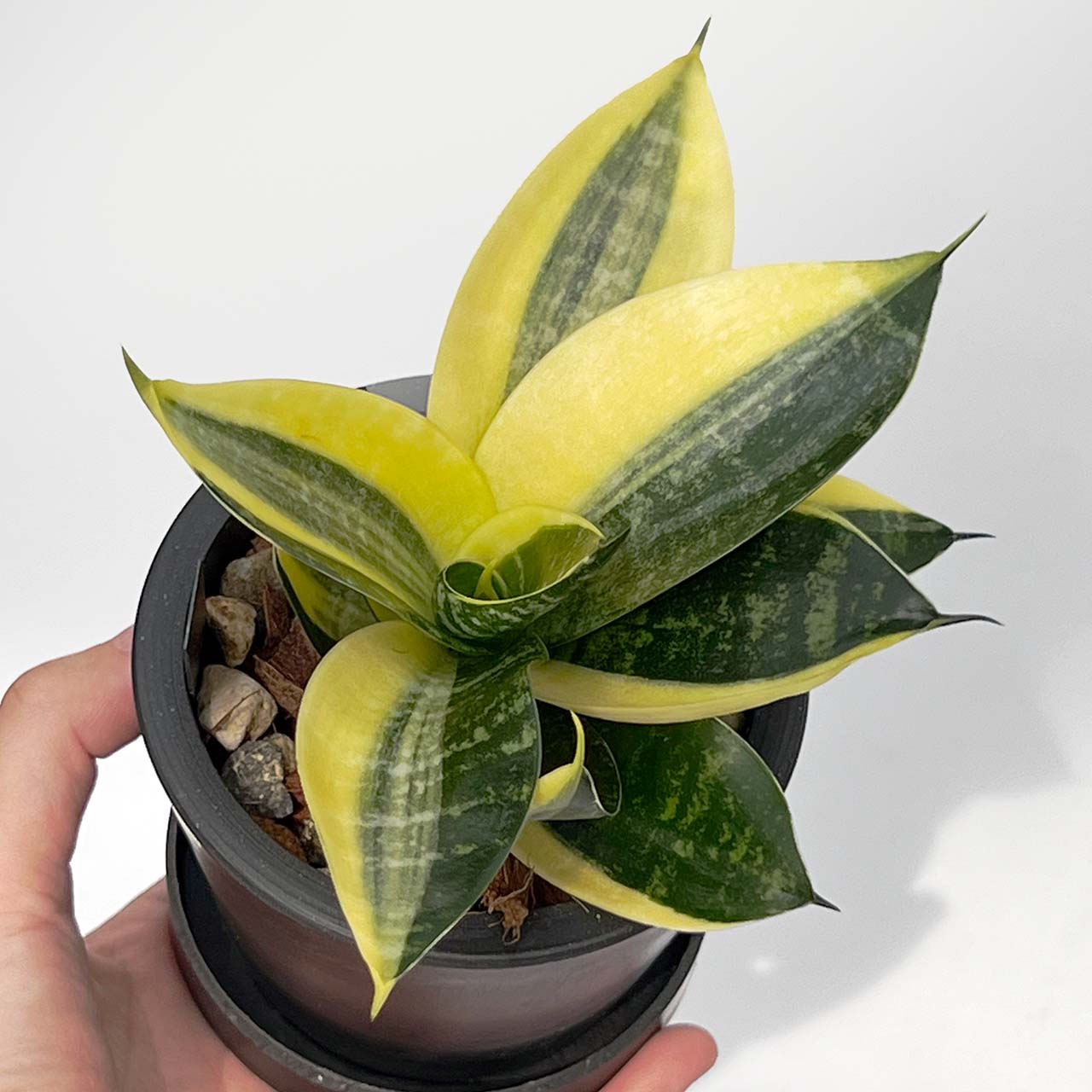 【現品販売】サンスベリア ゴールデン 変わり斑入り BLACK PLASTIC POT 3号 黒 プラ鉢 受け皿付き ねこチップ 希少 レア 1