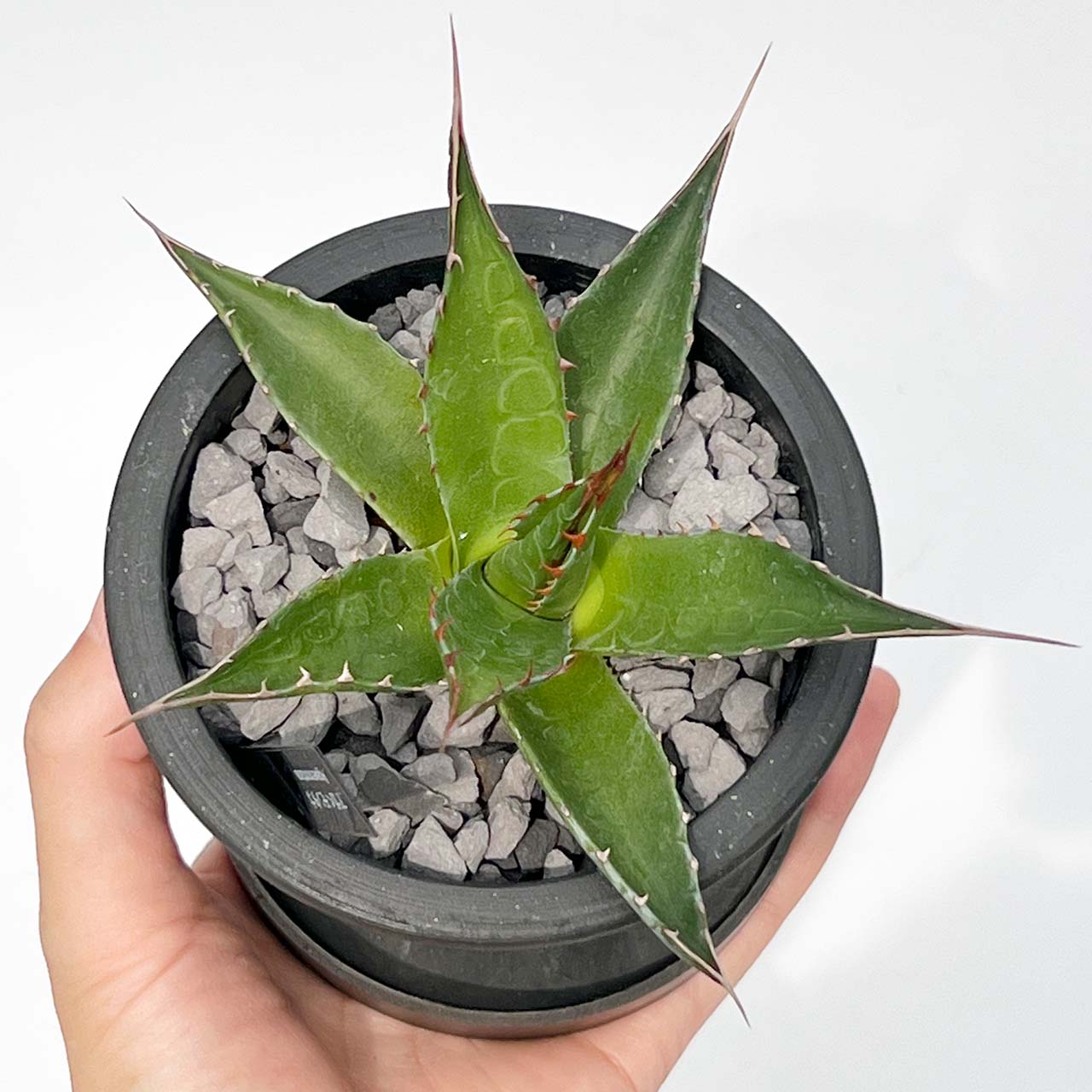 【現品販売】アガベ モンタナ 実生 3号 BLACK PLASTIC POT 黒 プラ鉢 受け皿付き 実生