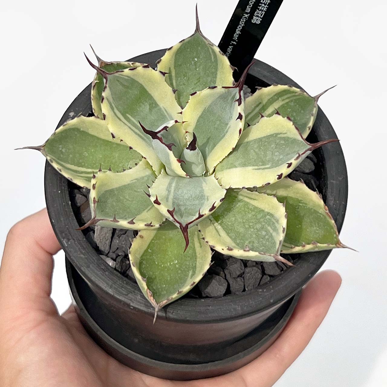 【現品販売】アガベ 吉祥冠錦 3号 BLACK PLASTIC POT 黒 プラ鉢 受け皿付き 実生