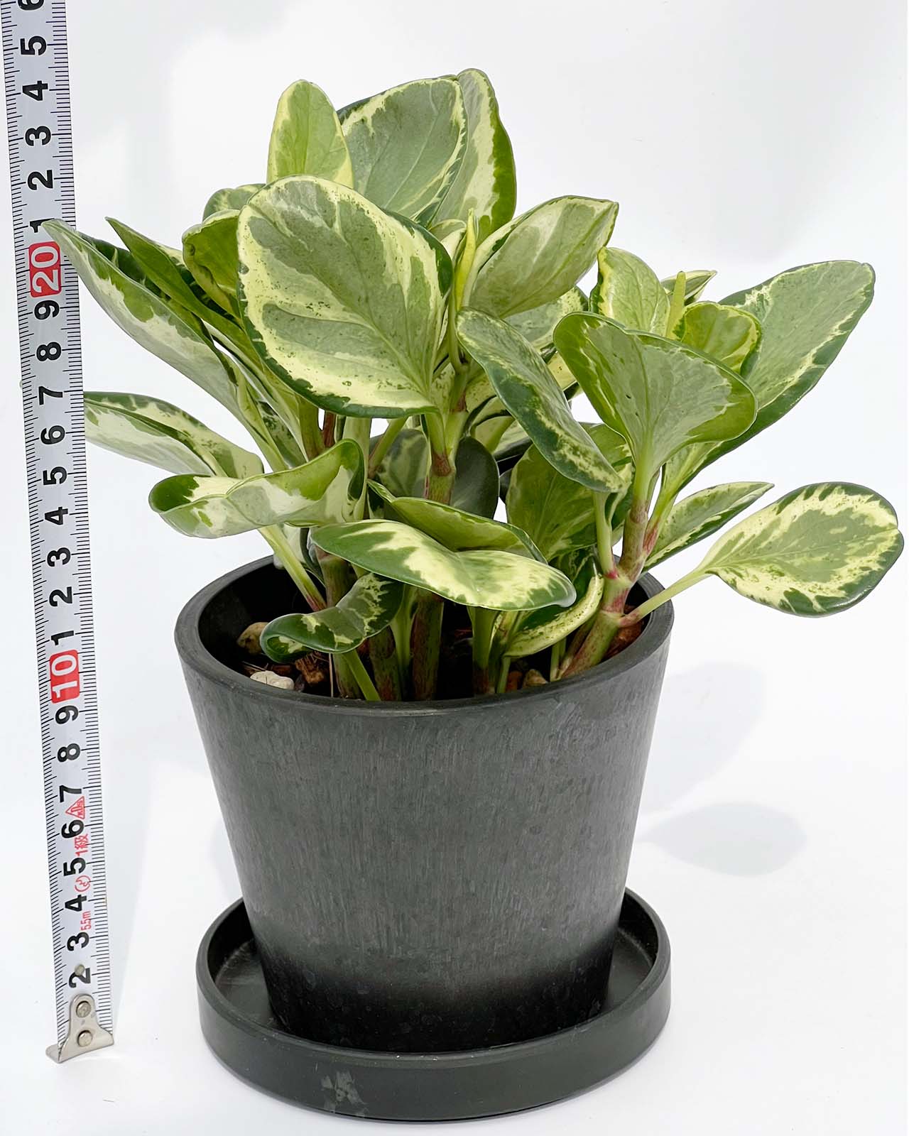 【現品販売】ペペロミア オブツシフォリア レモンスカッシュ BLACK PLASTIC POT 4号 黒 プラ鉢 受け皿付き ねこチップ