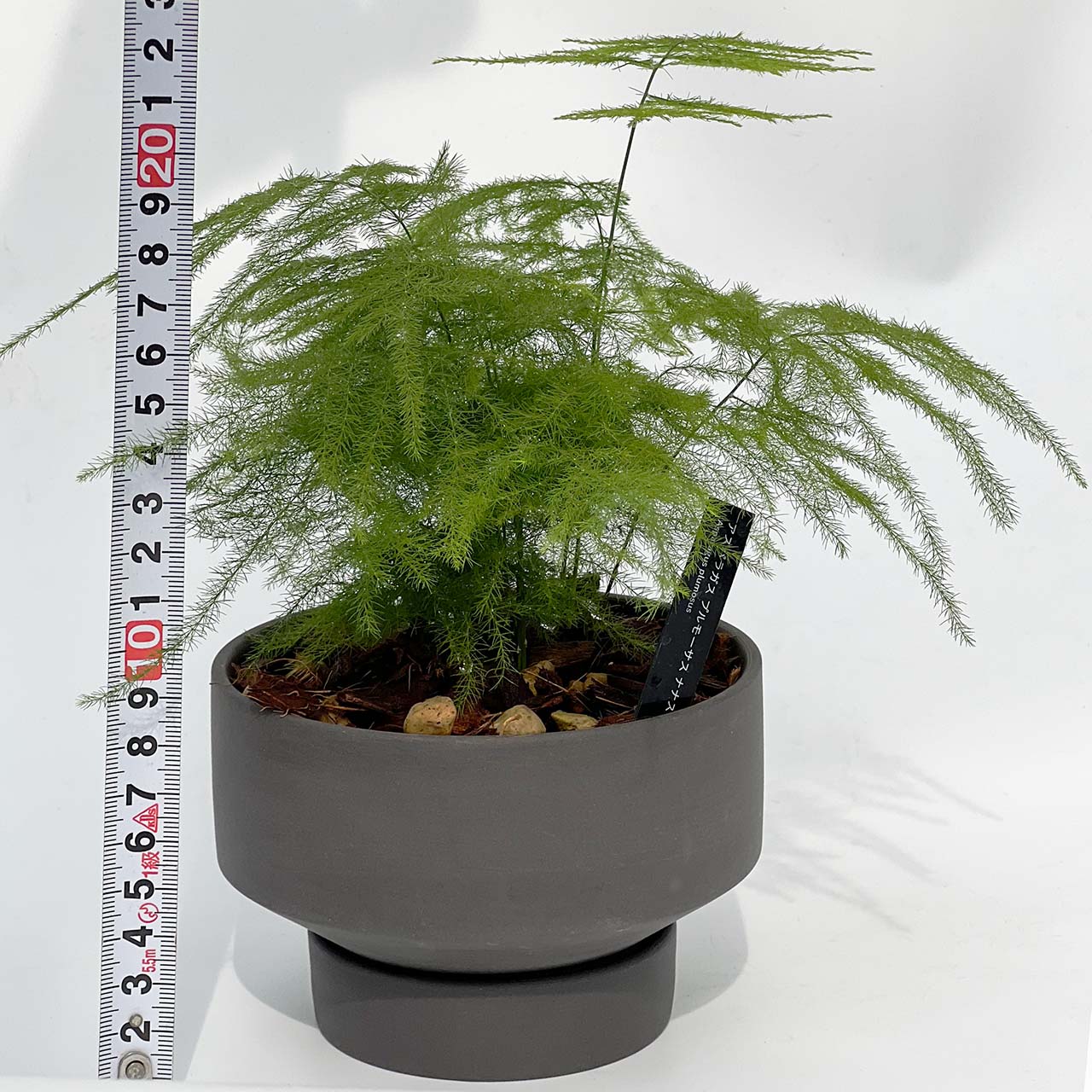 【現品販売】アスパラガス プルモーサス ナナス 4号 陶器鉢 ブラック 受け皿 ねこチップ