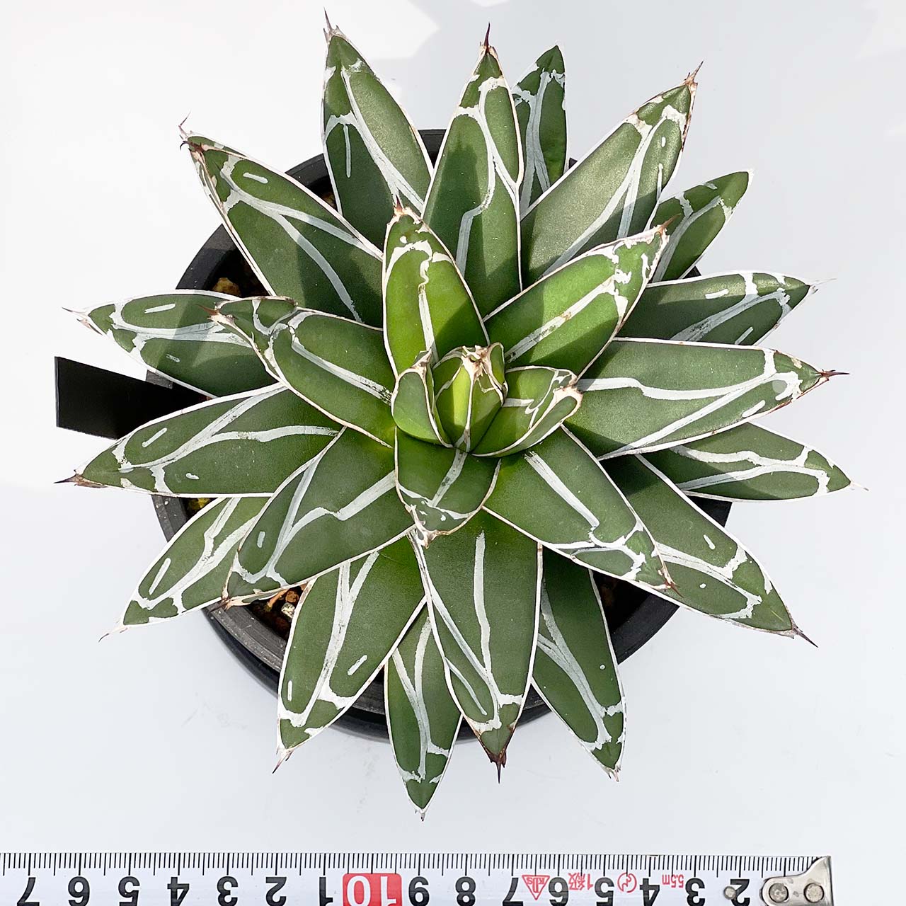 【現品販売】アガベ 笹雪 4号 BLACK PLASTIC POT 12cm×10cm 4号 黒 プラ鉢 受け皿付き