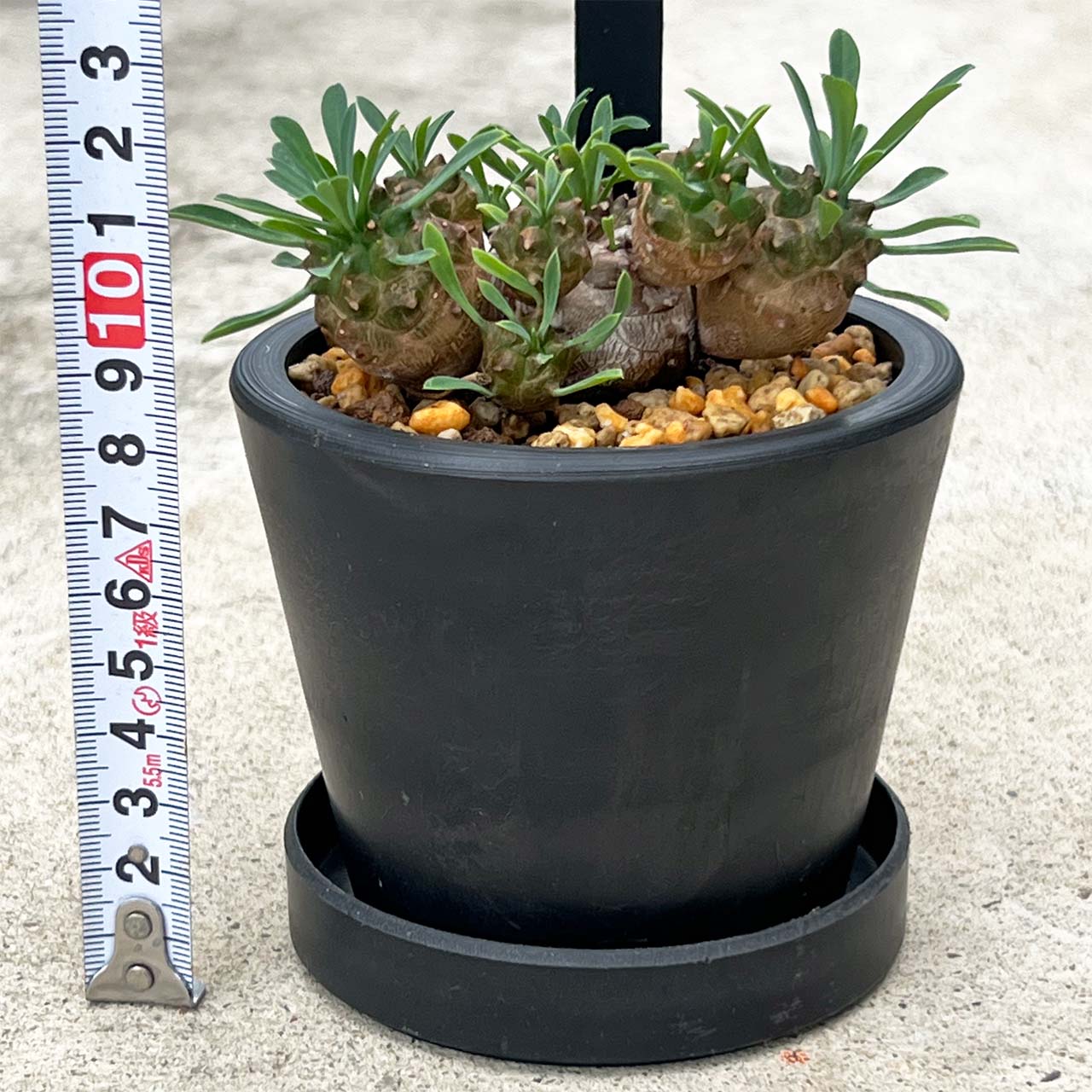 【現品販売】ユーフォルビア峨眉山(ガビザン)3号 BLACK PLASTIC POT 受け皿付き 無機質 用土