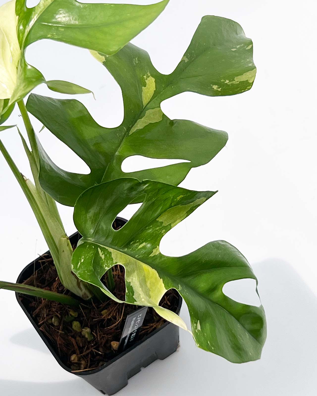 【現品販売】ヒメモンステラ 斑入り ラフィドフォラ テトラスペルマ パラゴン 3号 プレステラ90 黒 プラ鉢 希少 レア ねこチップ