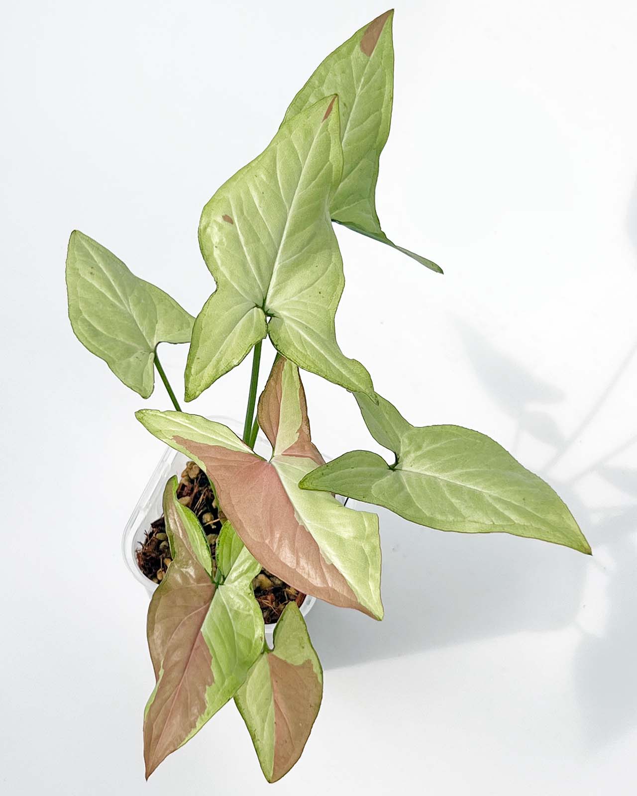 【現品販売】シンゴニウム ピンクサーモン 透明鉢 ネガミエル ねこチップ 3号 プラ鉢 希少 レア 1