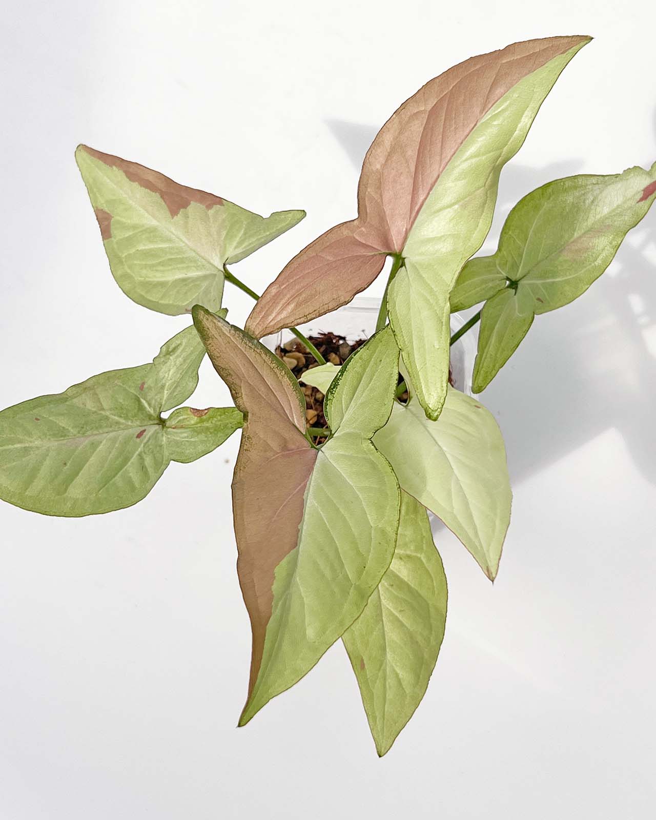 【現品販売】シンゴニウム ピンクサーモン 透明鉢 ネガミエル ねこチップ 3号 プラ鉢 希少 レア 3