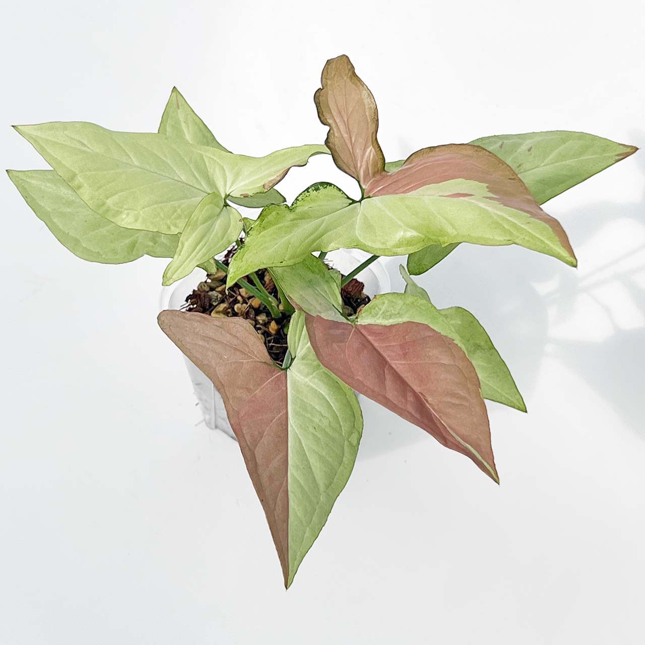 【現品販売】シンゴニウム ピンクサーモン 透明鉢 ネガミエル ねこチップ 3号 プラ鉢 希少 レア 2