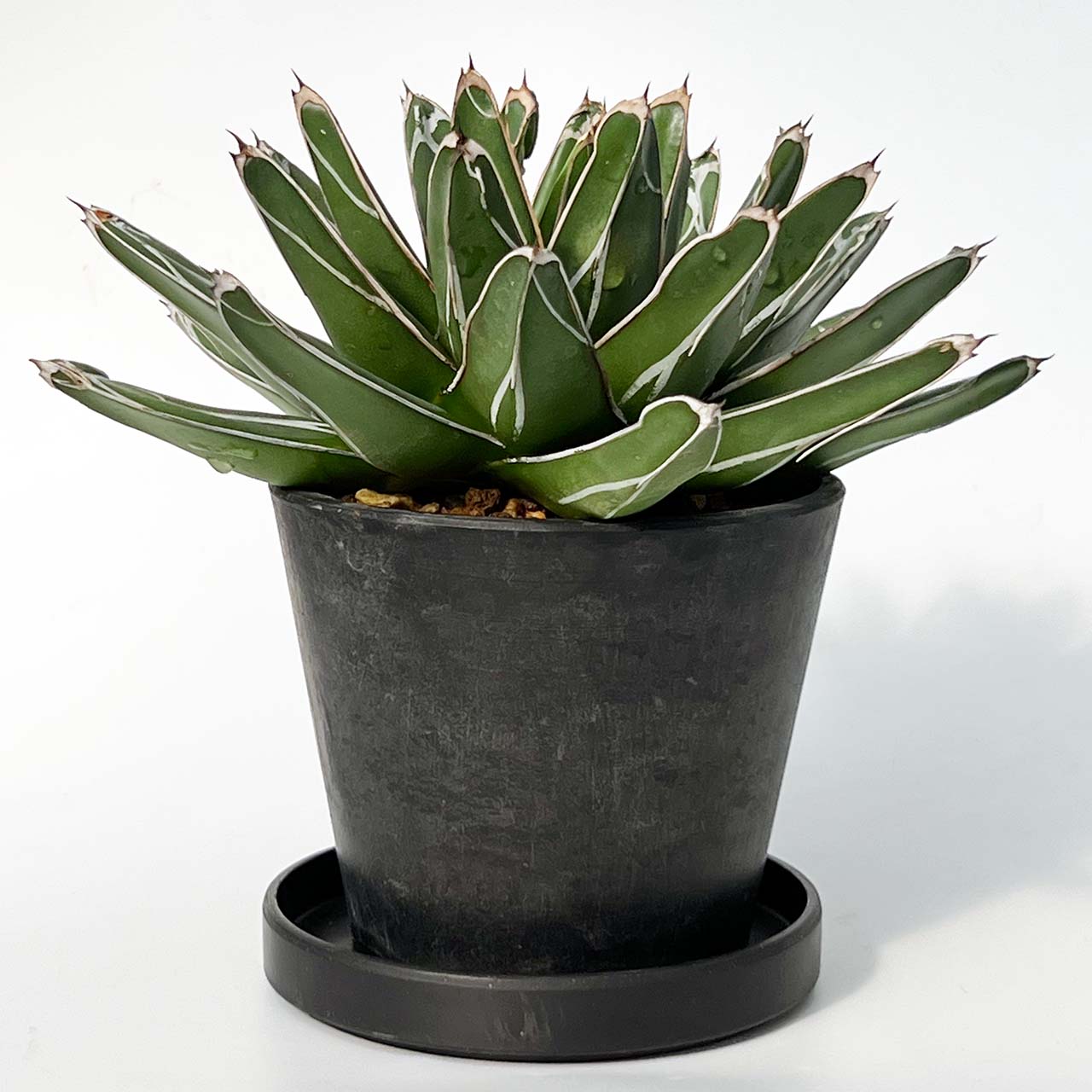 【現品販売】寒さに強い アガベ 笹雪 4号 BLACK PLASTIC POT 12cm×10cm 4号 黒 プラ鉢 受け皿付き