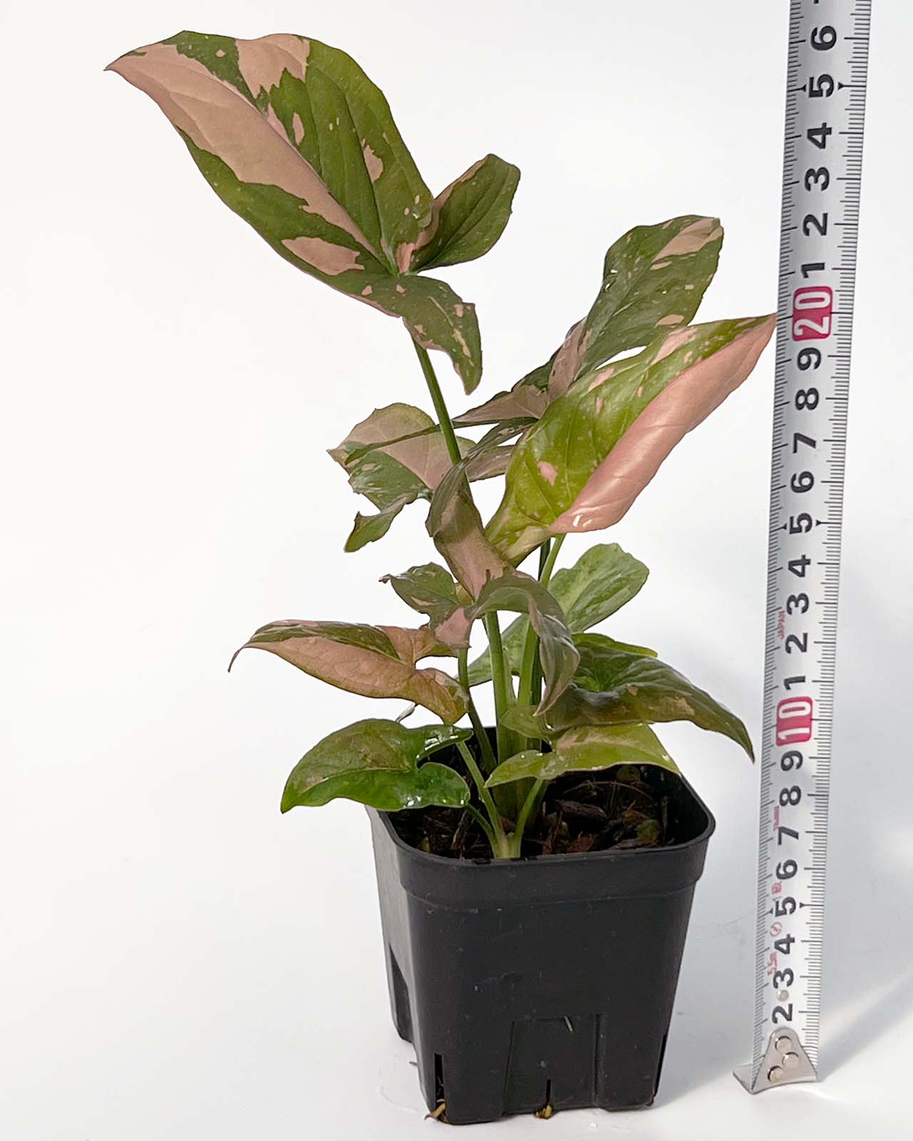 【現品販売】シンゴニウム ピンクスプラッシュ ねこチップ 4号 BLACK PLASTIC POT 12cm×10cm 黒 プラ鉢