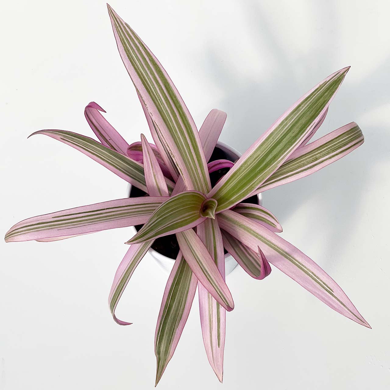 【現品販売】ムラサキオモト 3号 選抜 ピンク多め 斑入り