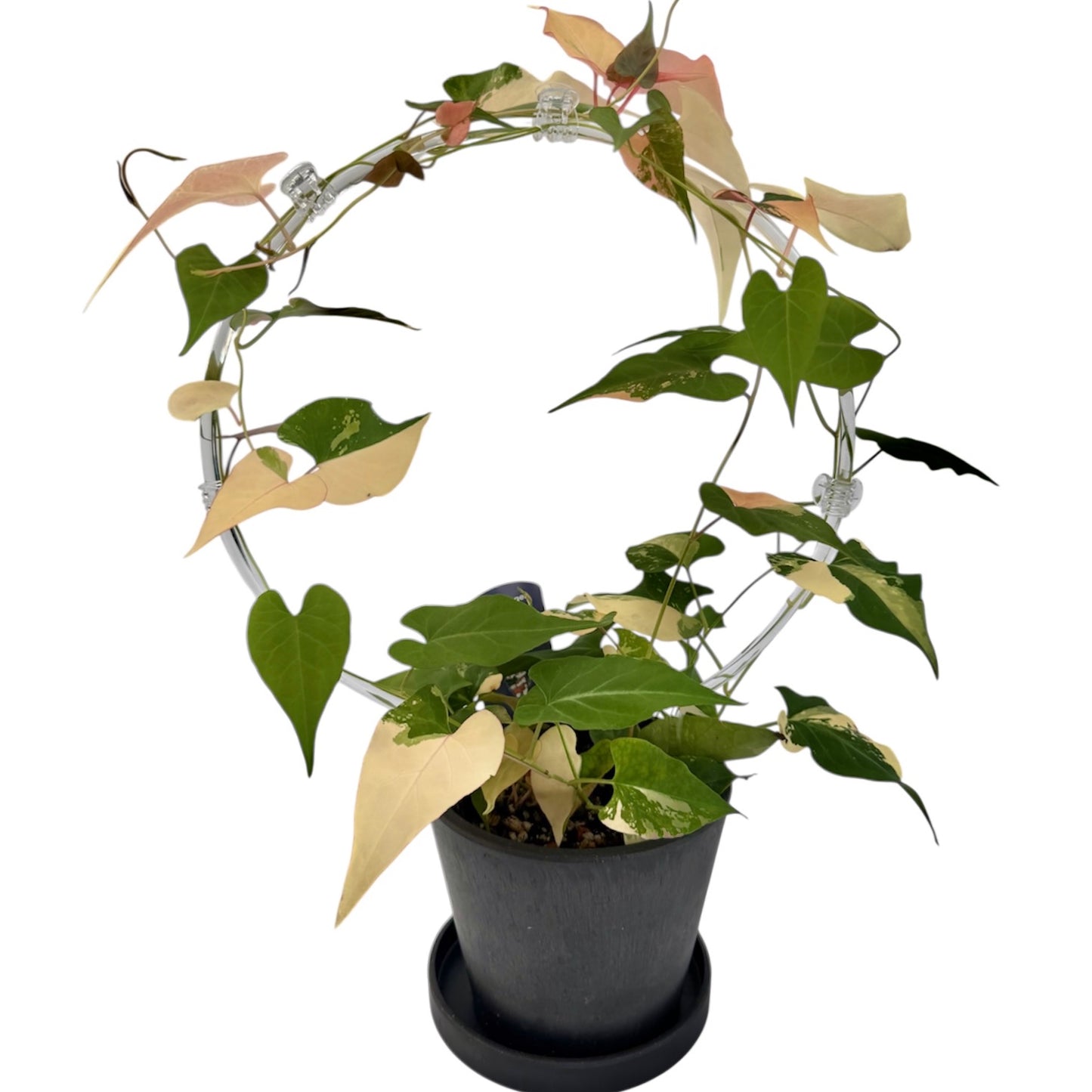 【一点もの販売】ファロピア マルチフローラ 斑入り Fallopia multiflora variegated BLACK PLASTIC POT 4号 アクリル支柱 プラ鉢 受け皿付き