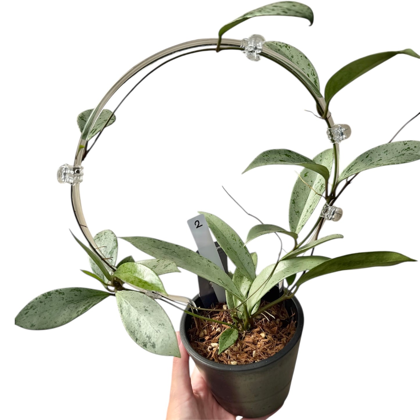 【一点もの販売】【ねこチップ】ホヤ プビカリクス シルバーゴースト Hoya Pubicalyx silver ghost 希少 レア BLACK PLASTIC POT 4号 ねこチップ クリア トレリス 支柱 2