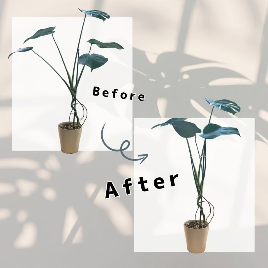 植物の広がり防止 SUPPORT STAKE 2個入り