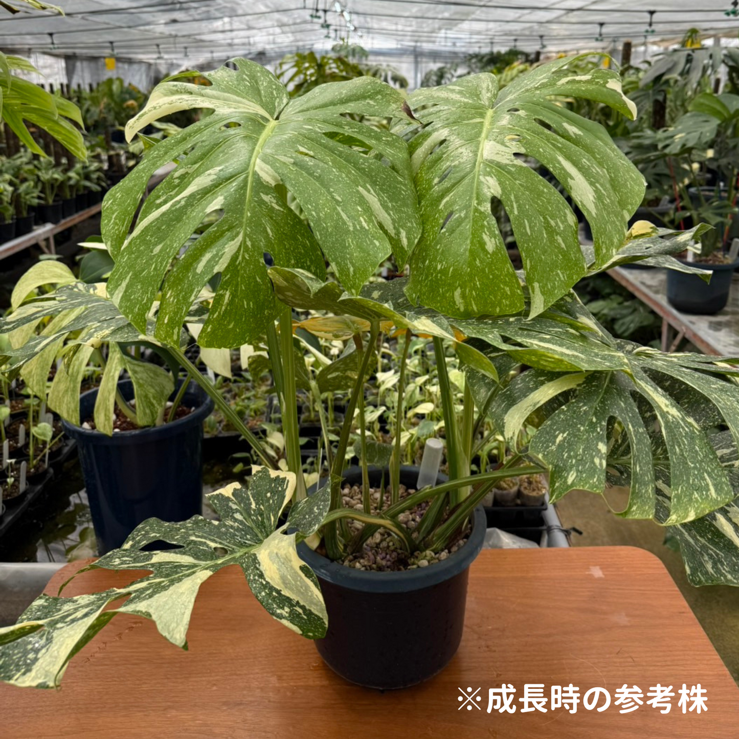 モンステラ デリシオーサ タイコンステレーション ハイクオリティver 組織培養(Tissue Culture)株 ビトロ苗 瓶入り 無菌苗 TC株