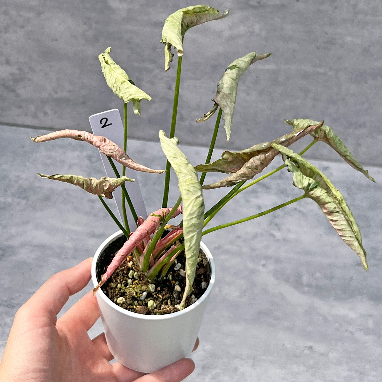 【現品販売】シンゴニウム ピンクローリー Syngonium Pink Rolli 希少 レア 直径8cm鉢 2
