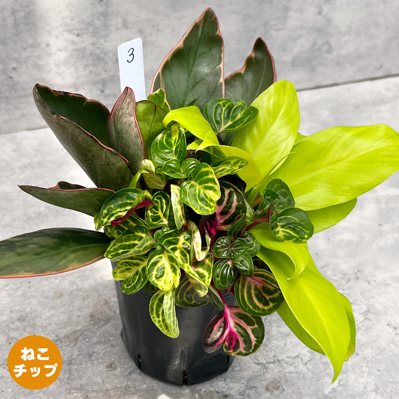 【現品販売】観葉植物 寄せ植え 3.5号 ポリポット 【お好きな鉢や鉢カバーに入れてお楽しみください】ねこチップ 3
