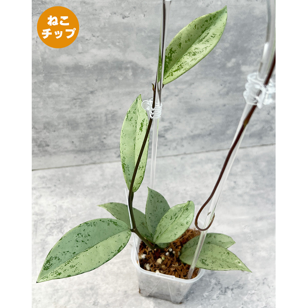 現品販売】ホヤ プビカリクス シルバーゴースト Hoya Pubicalyx