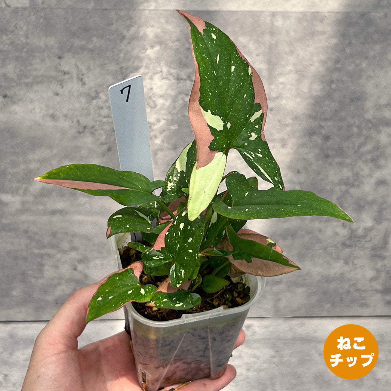 【現品販売】シンゴニウム レッドスポットトリカラー 透明鉢 ネガミエル ねこチップ 3号 プラ鉢 希少 7