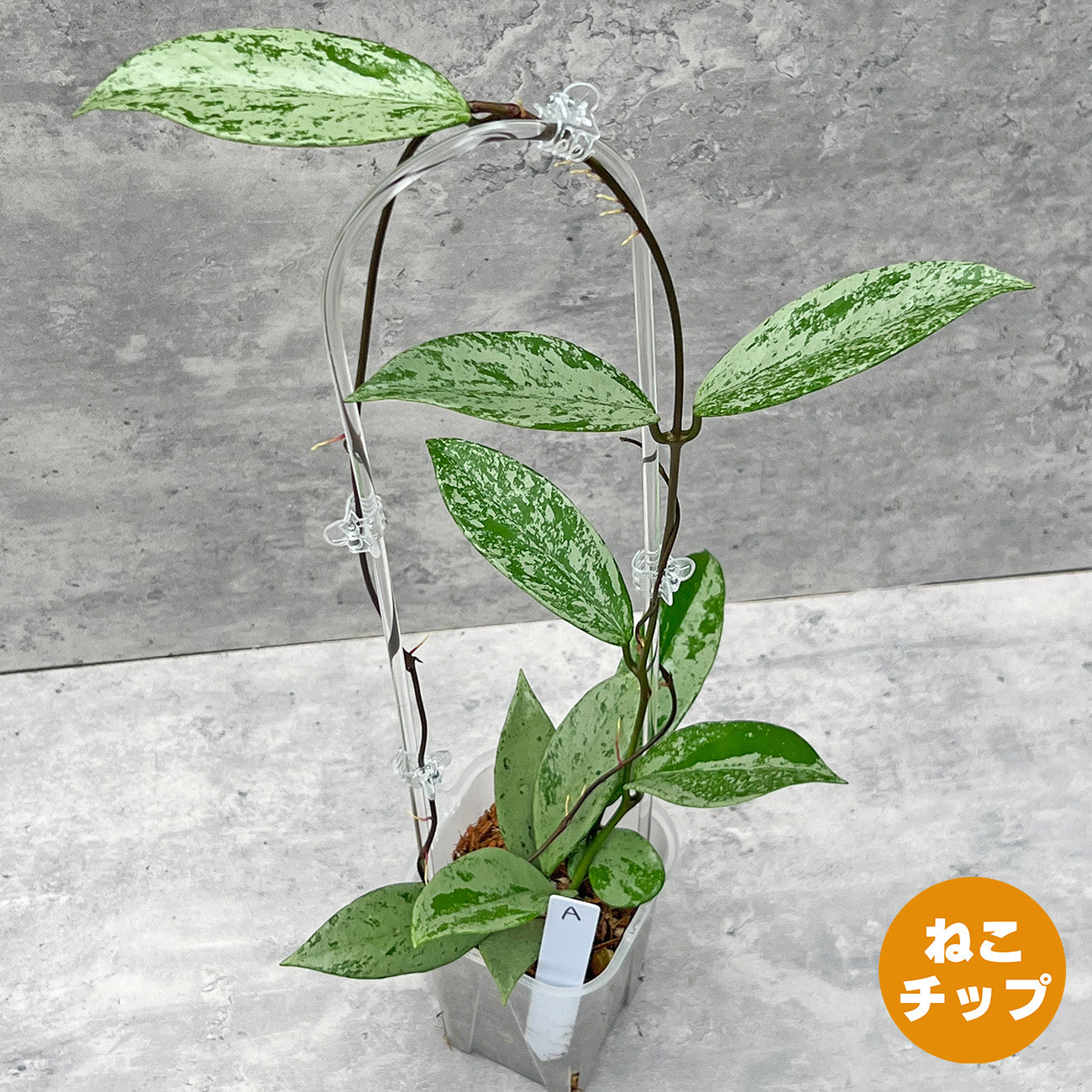 現品販売】ホヤ プビカリクス シルバーゴースト 透明 コーデ
