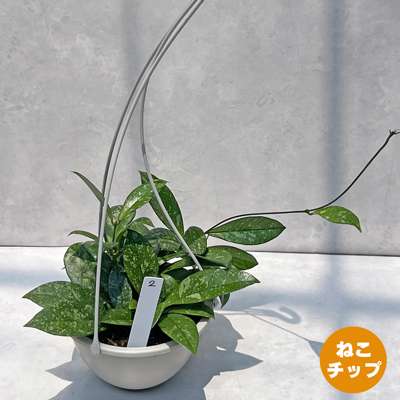 【現品販売】ホヤ クラシペティオラータ スプラッシュ 5号 吊り鉢 プラスチック鉢 ねこチップ 2