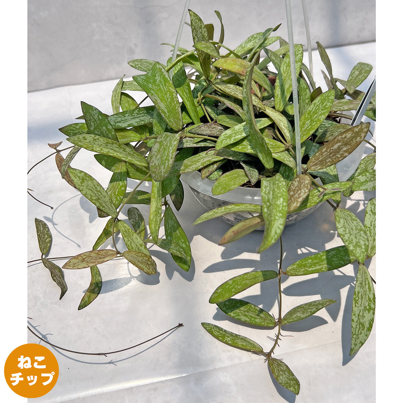 【現品販売】Hoya sigillantis ホヤ シギラティス ネガミエルAIR 5号 透明吊り鉢 ねこチップ 1