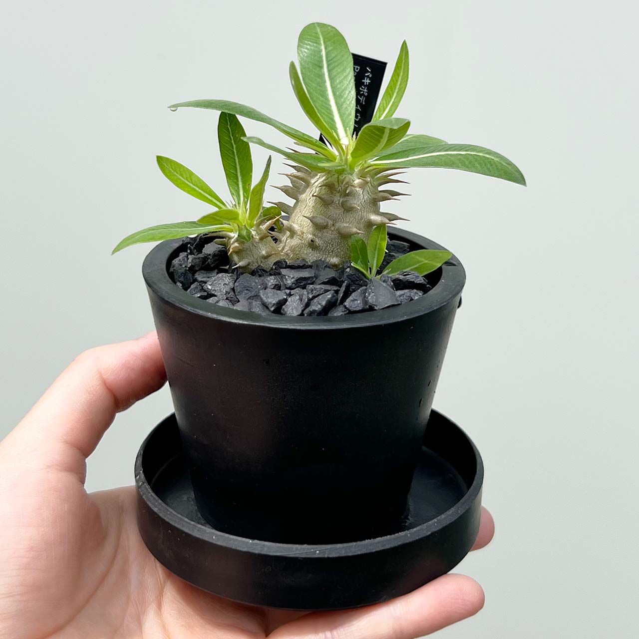 現品販売】パキポディウム ブレビカウレ 恵比寿笑い 実生 BLACK PLASTIC POT 8cm×6.5cm プラスチック鉢 塊根 –  inakougei