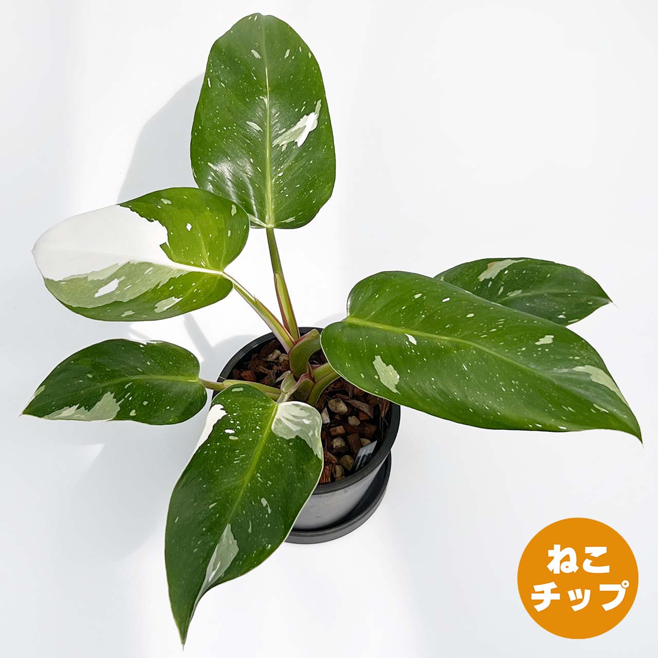 【現品販売】フィロデンドロン ホワイトプリンセス 4号 プラスチック鉢 BLACK PLASTIC POT ねこチップ