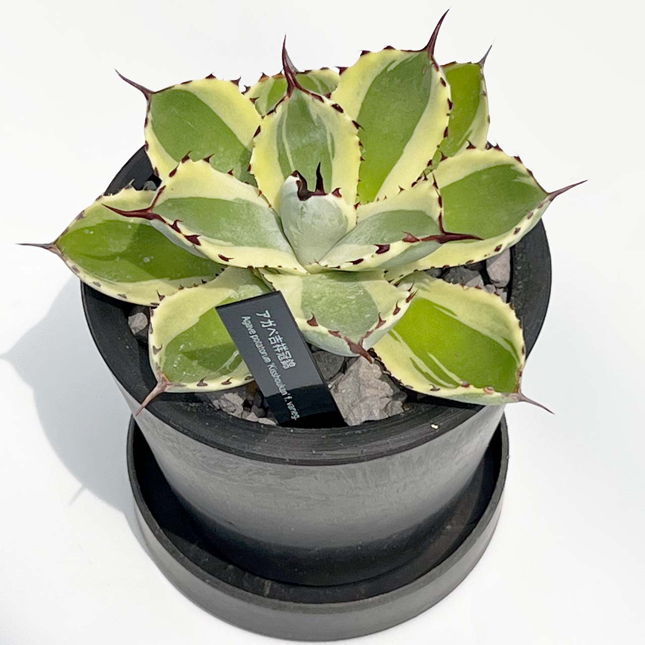 【現品販売】アガベ 吉祥冠錦 3号 BLACK PLASTIC POT 10cm×8cm 黒 プラ鉢 受け皿付き 実生