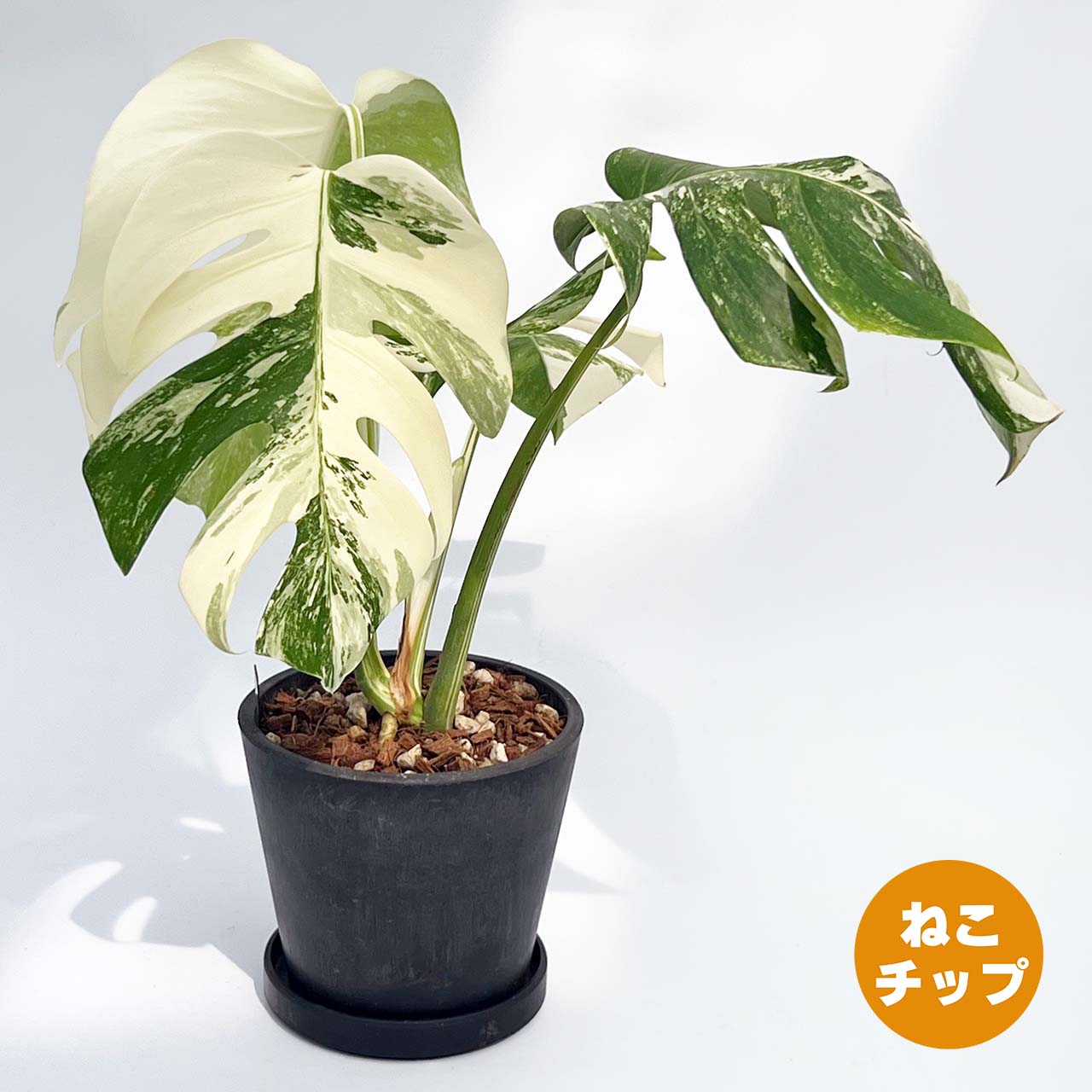 【現品販売】モンステラ 斑入り 5号 BLACK PLASTIC POT 14cm×12.5cm 黒 プラ鉢 ねこチップ