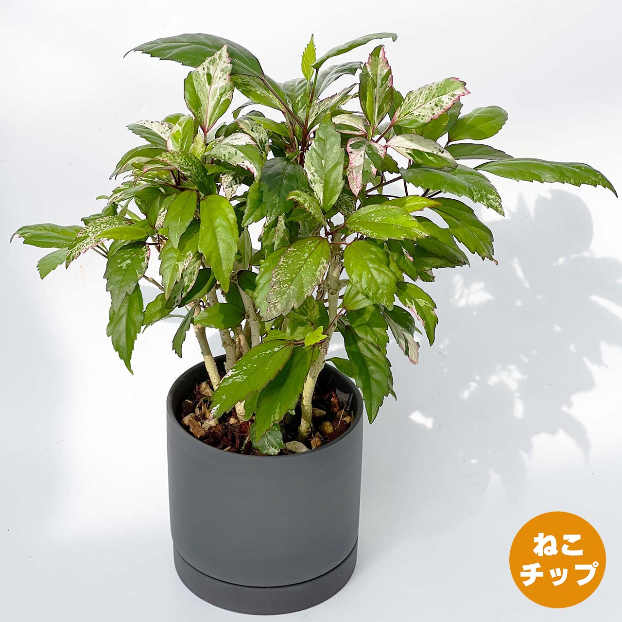 【現品販売】ハイビスカス 斑入り カラーリーフ 4号 陶器鉢 受け皿付き マットブラック ねこチップ