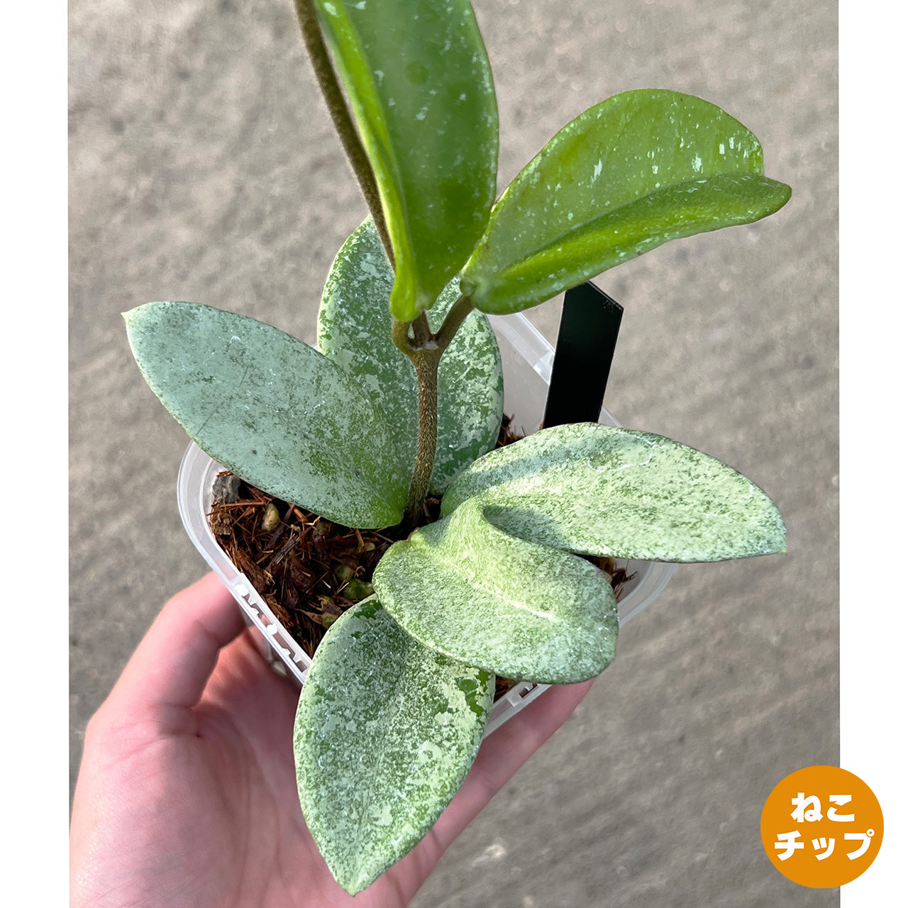 【現品販売】Hoya Carnosa Nova Ghost ホヤ カルノーサ ノバ ゴースト 希少 レア 3号 ネガミエル ねこチップ 1