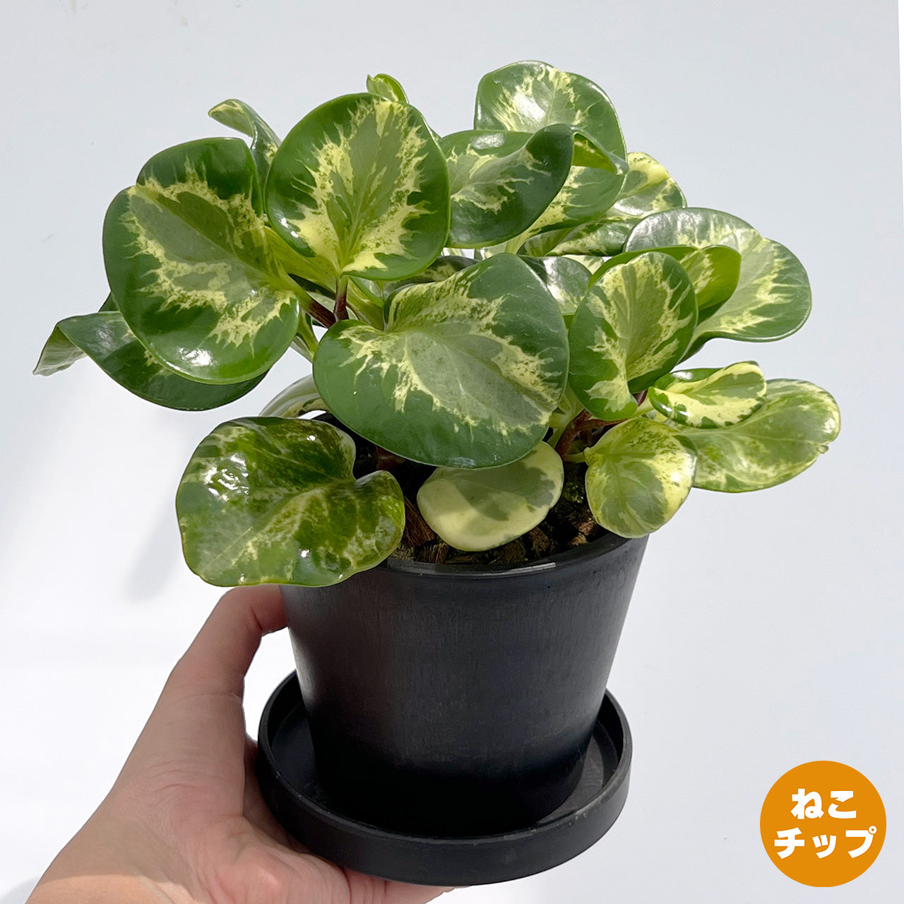 【現品販売】ペペロミア オブツシフォリア レモンスカッシュ BLACK PLASTIC POT 4号 黒 プラ鉢 受け皿付き ねこチップ